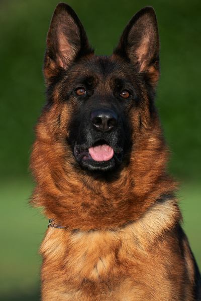 Deutscher Schäferhund